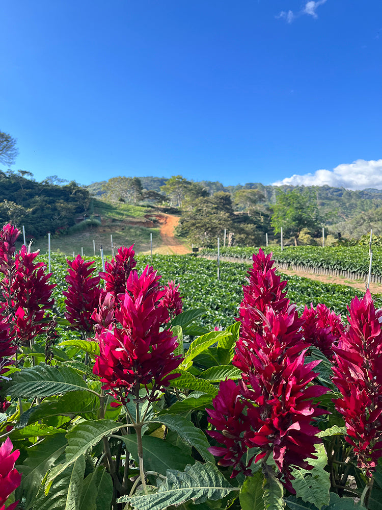 Memories of La Minita Coffee By Design